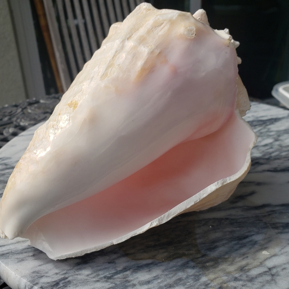 Heavy Conch Queen Shell - Picture 3 of 12